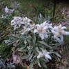 Leontopodium alpinum, ovvero le stelle alpine!!